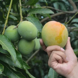 Himsagar Mango-40 kg
